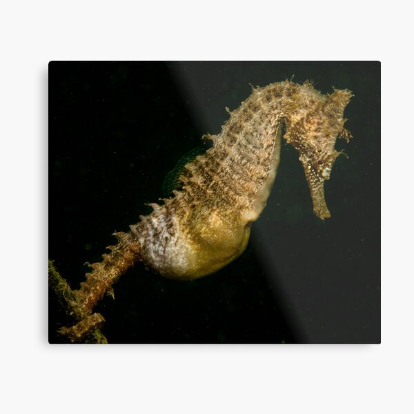 Sea Horse Metal Print