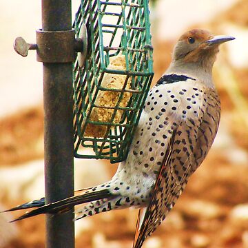 Artwork thumbnail, Flicker by ColoradoBadger
