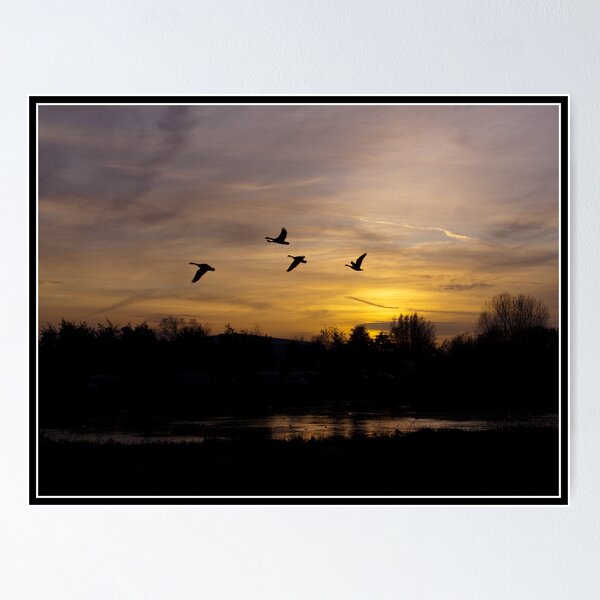 Item preview, Canada Geese at sunset designed and sold by Shaun Whiteman.