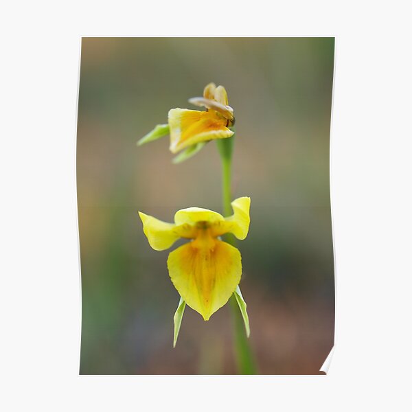 Wild-Flowers of the Goldfields - Native Orchid Yellow II Poster