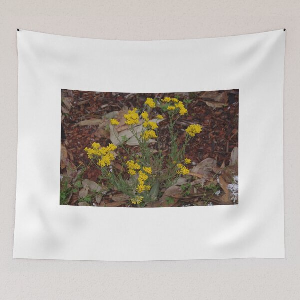 Item preview, Rhodanthe humboldtiana designed and sold by lezvee.
