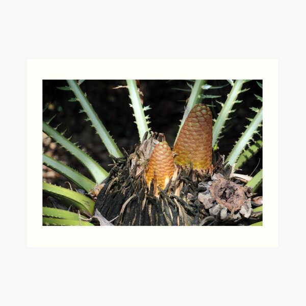 Encephalartos pterogonus Art Print