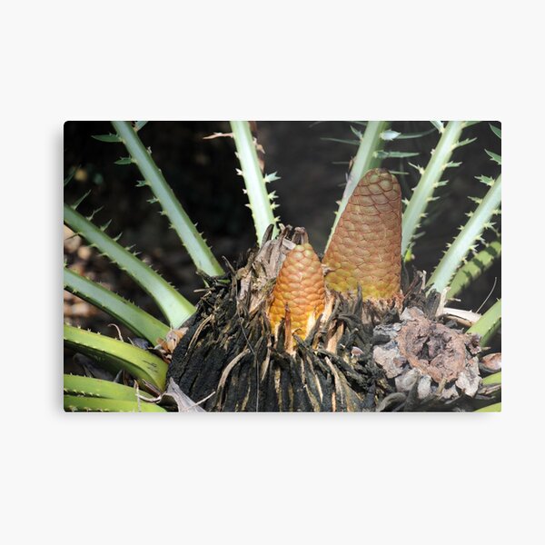 Encephalartos pterogonus Metal Print
