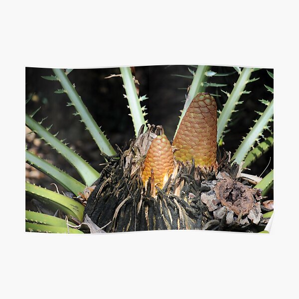 Encephalartos pterogonus Poster