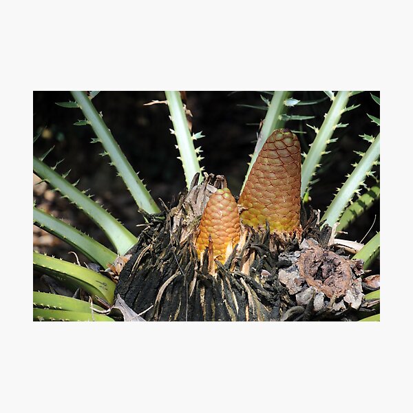 Encephalartos pterogonus Photographic Print