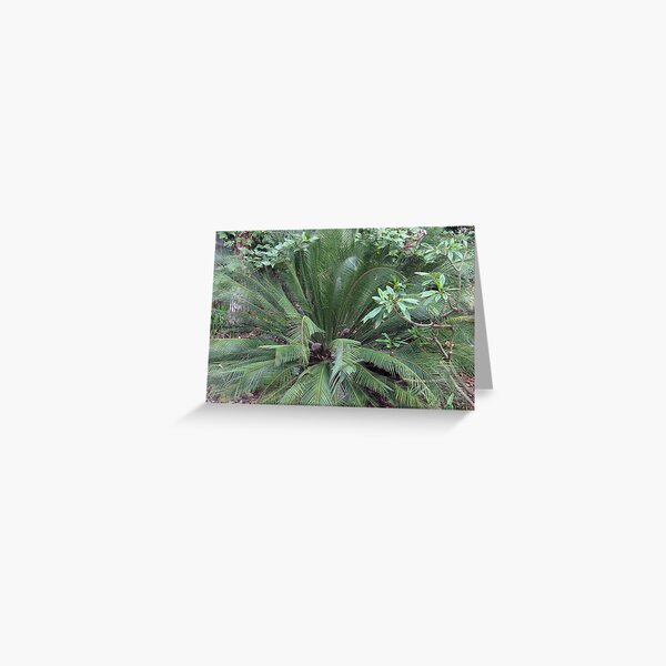 Macrozamia moorei Greeting Card