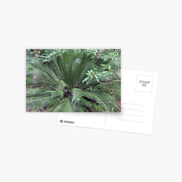 Macrozamia moorei Postcard
