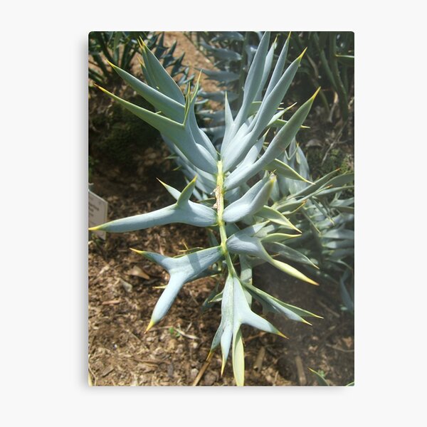 Encephalartos horridus Metal Print