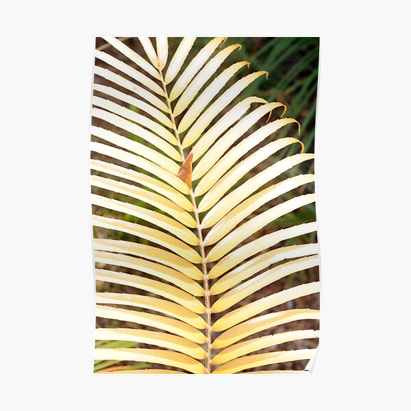 Zamia standleyi Poster