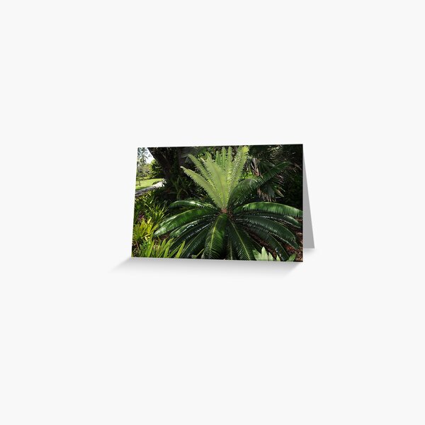 Dioon rzedowskii Greeting Card