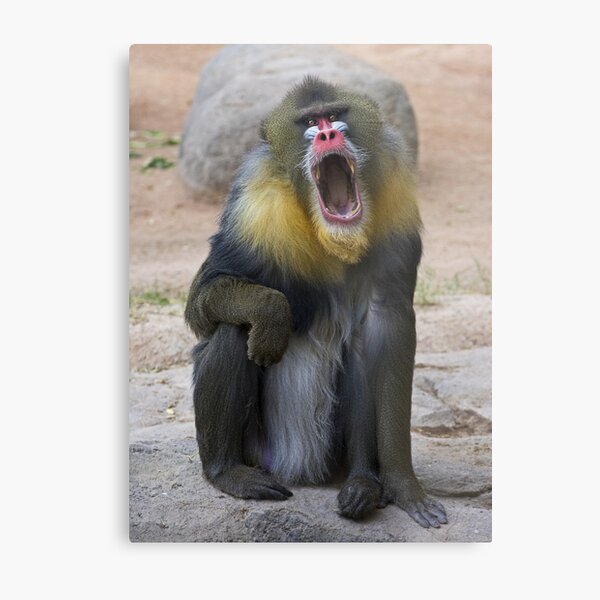 Colorful Character Metal Print