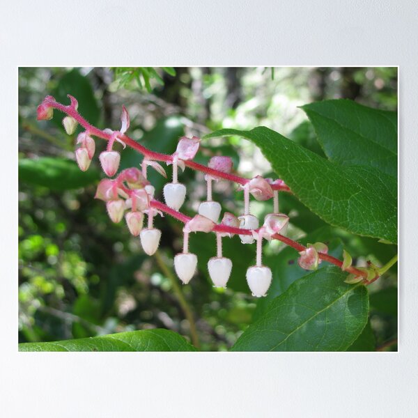 Item preview, Hanging Around designed and sold by bethhalgren.