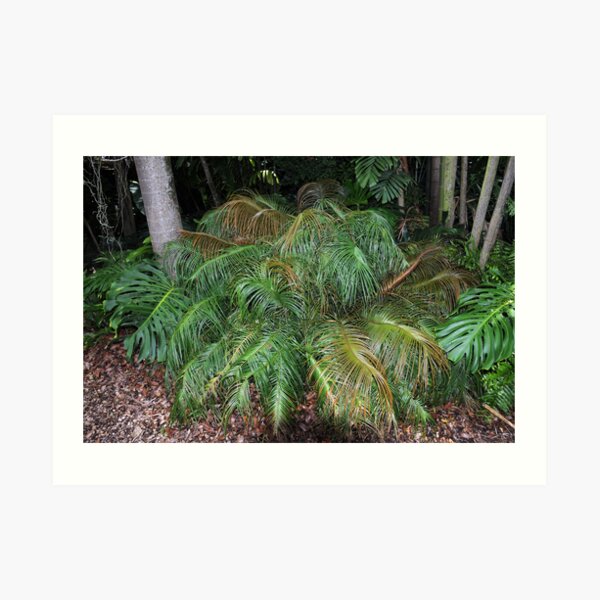 Ceratozamia kuesteriana Art Print