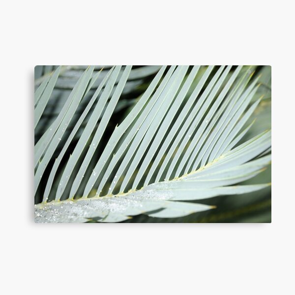 Encephalartos princeps Canvas Print