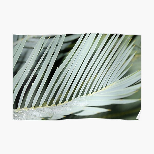 Encephalartos princeps Poster
