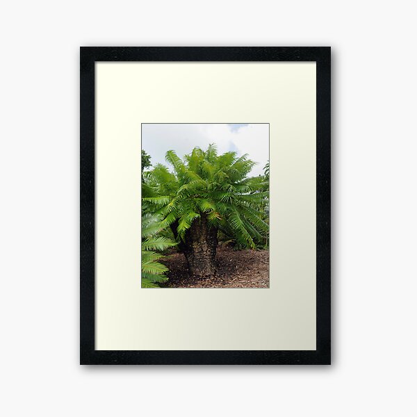 Cycas micronesica Framed Art Print
