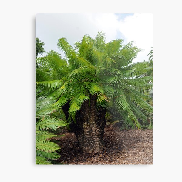 Cycas micronesica Metal Print