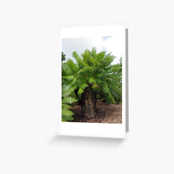 Cycas micronesica Greeting Card