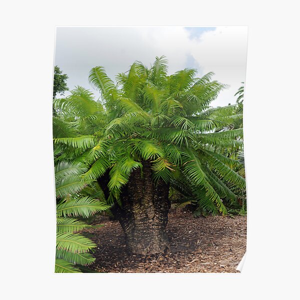 Cycas micronesica Poster