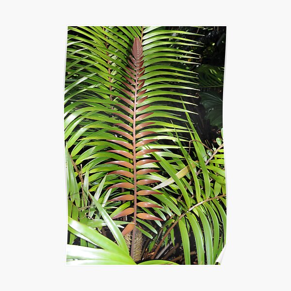 Ceratozamia mexicana Poster
