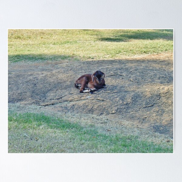 Item preview, Comfortable Goat - Mahabalipuram designed and sold by clarebearhh.