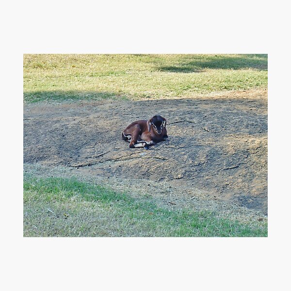 Item preview, Comfortable Goat - Mahabalipuram designed and sold by clarebearhh.