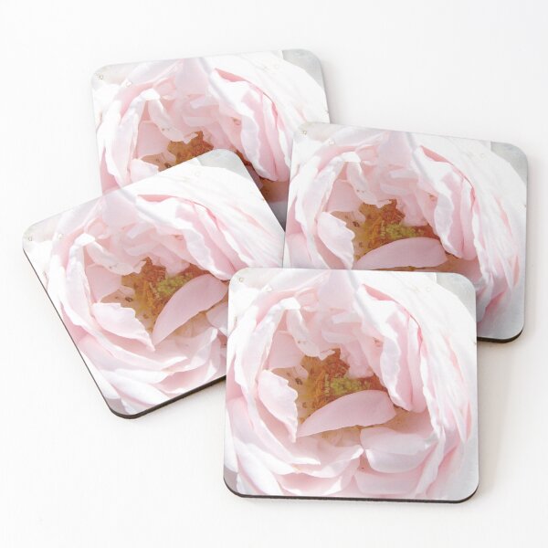Item preview, A Rose a day in summer - the palest pink designed and sold by ellenhenry.