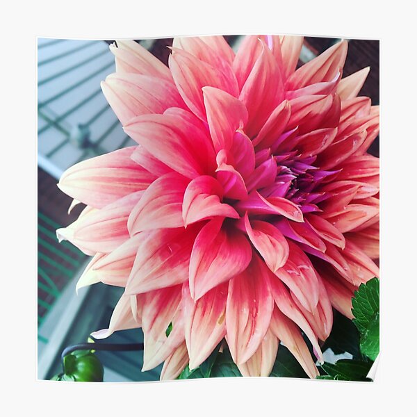 "Pink Dahlia" Poster