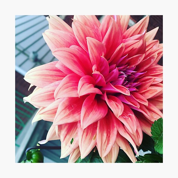 "Pink Dahlia" Photographic Print