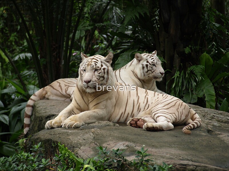 "Two White Siberian tiger's laying down " by brevans