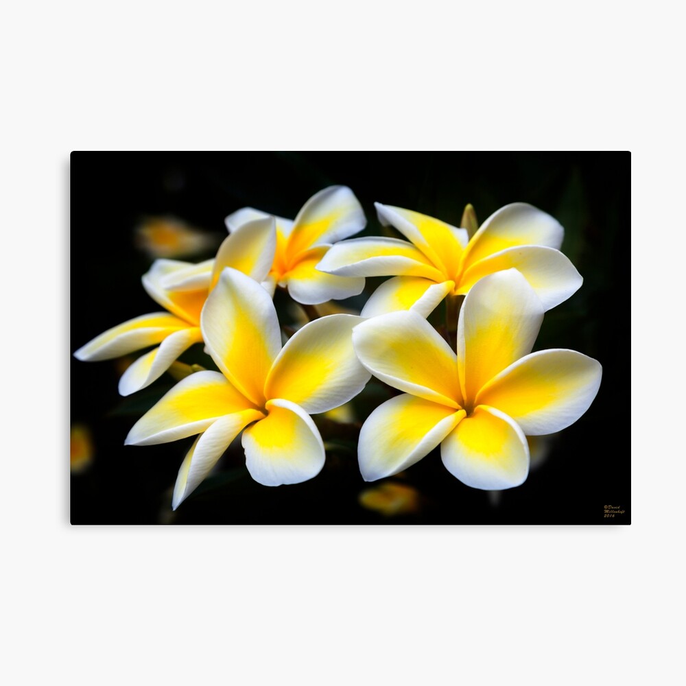 Plumeria Hawaiian Floral Pattern Print Leggings - Plus Sizes Available –  Ori Active