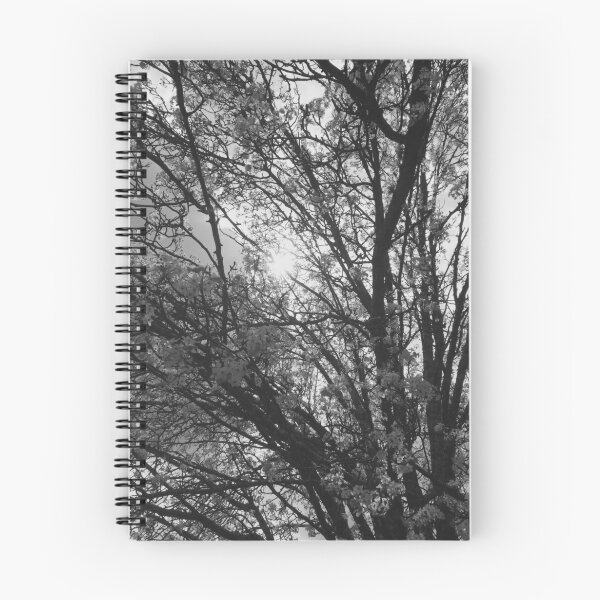 Aperçu de l'œuvre Blooming Trees créée et vendue par trisha22.