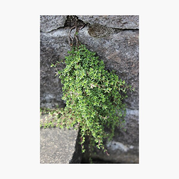 "Resilience 2" Photographic Print