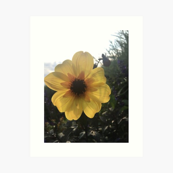 "Sunny Flower" Art Print