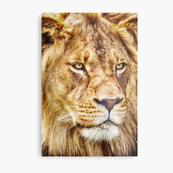 Lion-King of the Jungle, © DAM Creative Metal Print