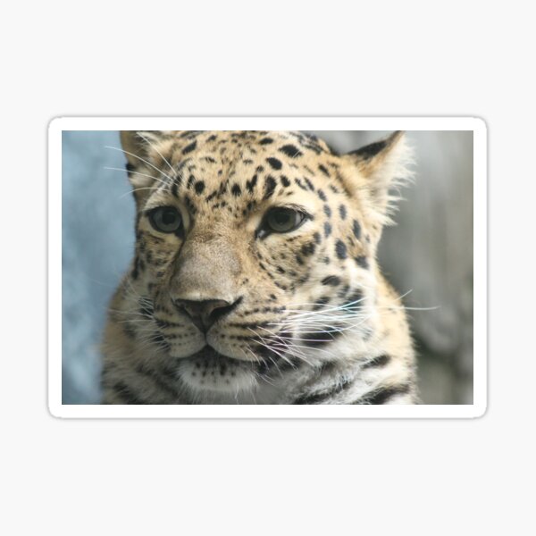 "Pensive" Sticker