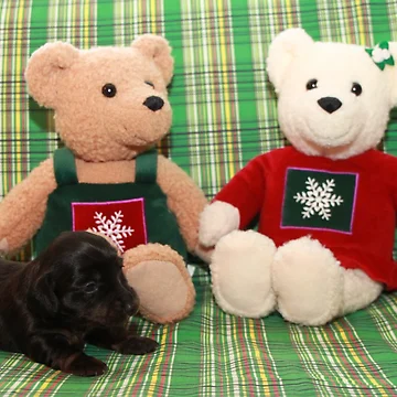 Artwork thumbnail, Christmas Pups by Ree Reid