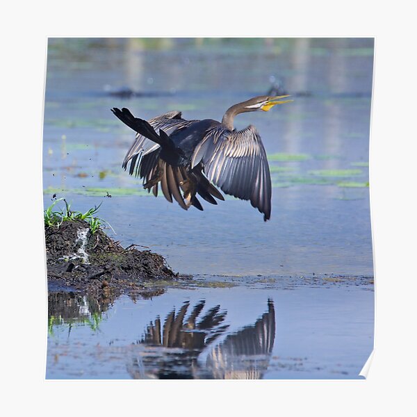 NT ~ MARINE BIRD ~ Australiasian Darter SKLRZ87D by David Irwin ~ WO Poster