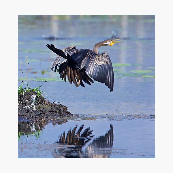 NT ~ MARINE BIRD ~ Australiasian Darter by David Irwin ~ WO Photographic Print