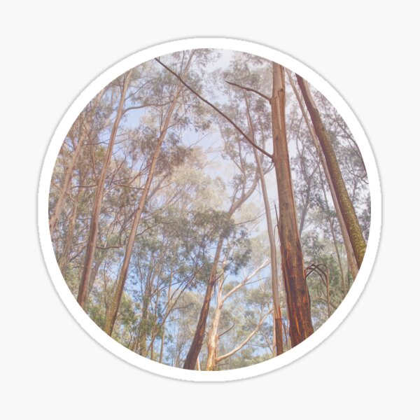 Eucalyptus Forest Sticker