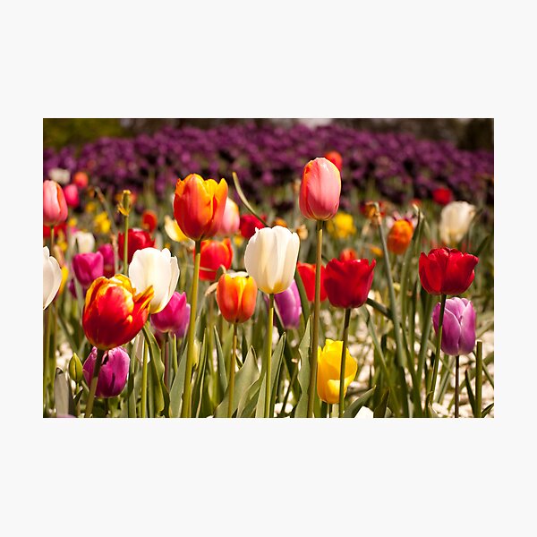 Spring Flowers in Bloom Photographic Print