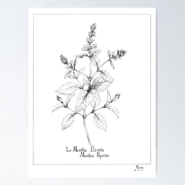 Mentha piperita - Peppermint Poster
