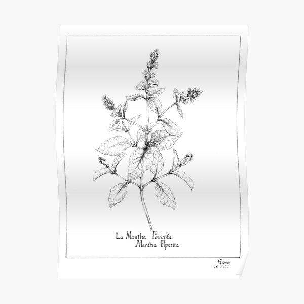 Mentha piperita - Peppermint Poster