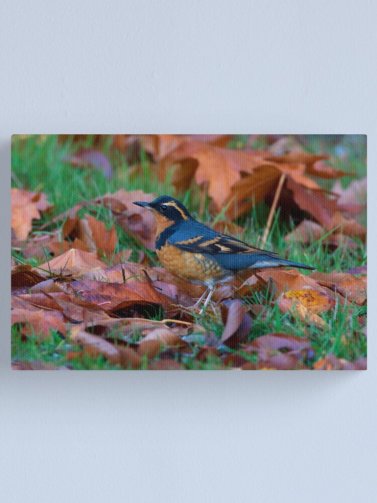 Alternate view of Varied Thrush, Autumn Leaves Canvas Print