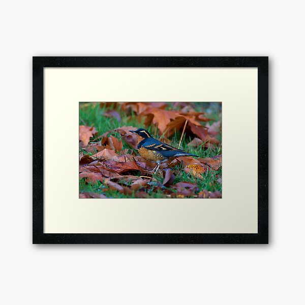 Varied Thrush, Autumn Leaves Framed Art Print