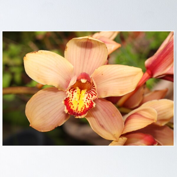 Item preview, Orchid designed and sold by Shootmeacanon.