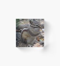 Chipmunks are Adorable Acrylic Block