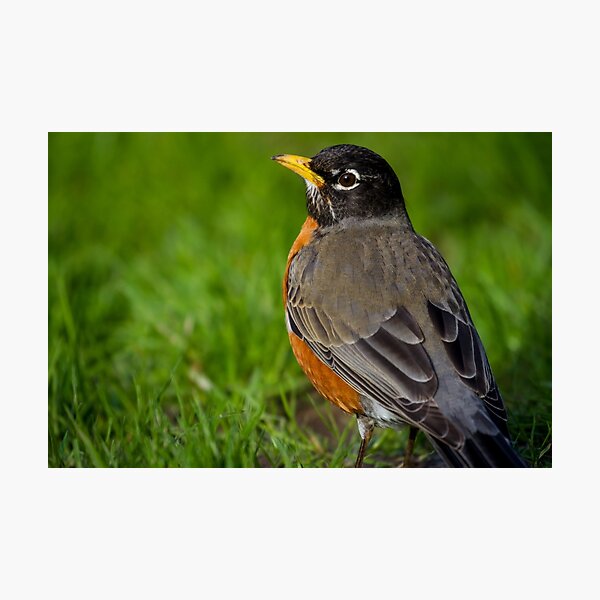 Robin in the Grass Photographic Print