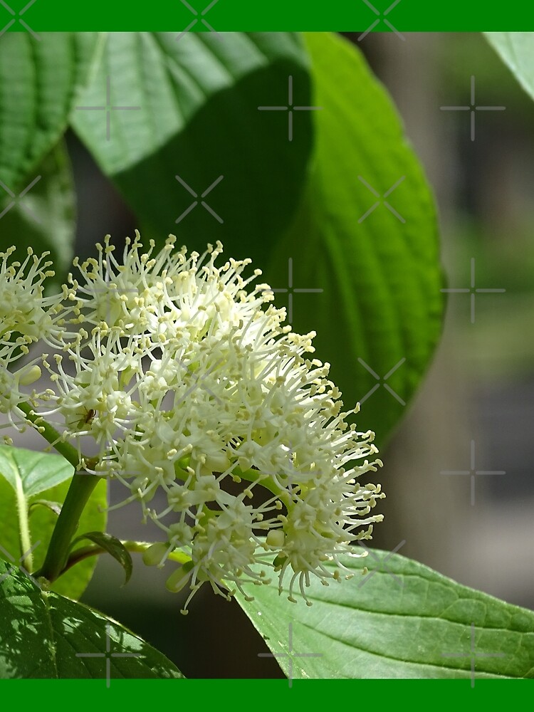 White flowers, Flowers by PicsByMi