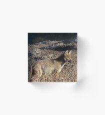 Coyote Underestimated Acrylic Block